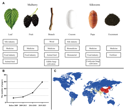 Sci Total Environ綜述 | 趙愛(ài)春教授課題組 桑-蠶系統(tǒng)的生態(tài)雙重奏——重金屬污染土地的安全利用與修復(fù)潛力及其生物質(zhì)能資源數(shù)據(jù)庫(kù)信息系統(tǒng)構(gòu)建